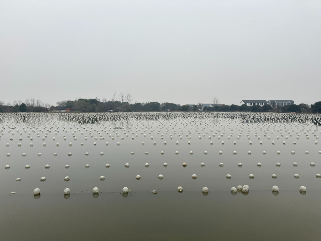 pearl field from zhuji